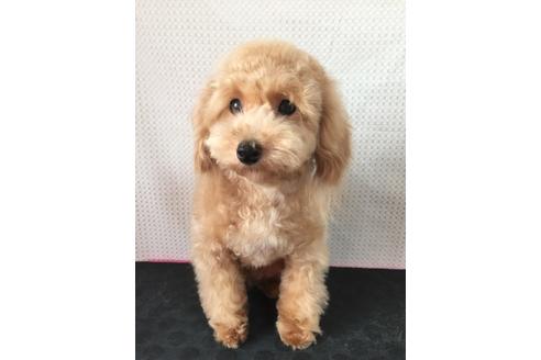 販売中のティーカッププードルの親犬