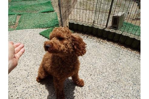 販売中のトイプードルの親犬