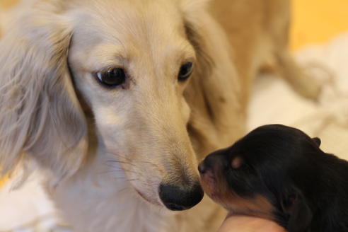 販売中のカニンヘンダックスフンド(ロングヘアード)の親犬