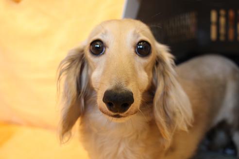 販売中のカニンヘンダックスフンド(ロングヘアード)の親犬