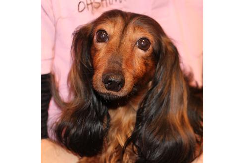 販売中のカニンヘンダックスフンド(ロングヘアード)の親犬