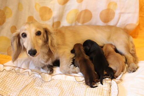 販売中のカニンヘンダックスフンド(ロングヘアード)の親犬