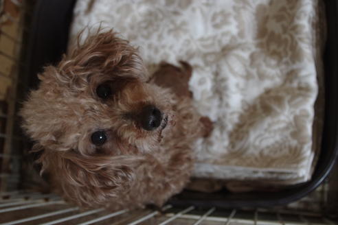 販売中のタイニープードルの親犬