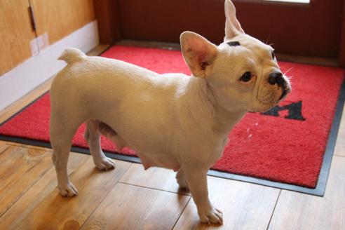 販売中のフレンチブルドッグの親犬