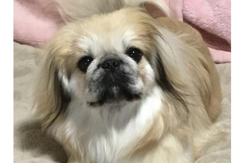 販売中のペキニーズの親犬