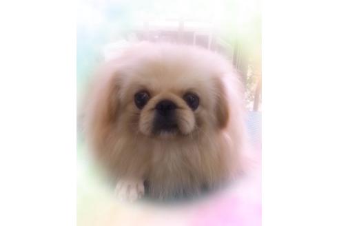 販売中のペキニーズの親犬