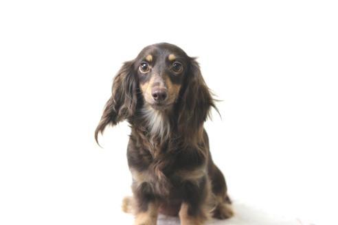 販売中のカニンヘンダックスフンド(ロングヘアード)の親犬