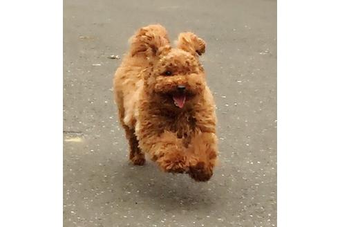 販売中のティーカッププードルの親犬