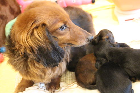 販売中のカニンヘンダックスフンド(ロングヘアード)の親犬