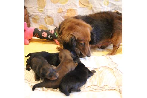 販売中のカニンヘンダックスフンド(ロングヘアード)の親犬