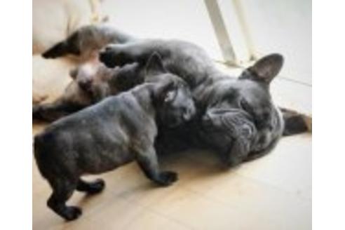 販売中のフレンチブルドッグの親犬