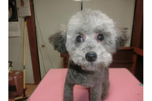 販売中のトイプードルの親犬
