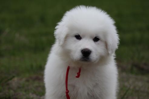 Image result for ç¬ great pyrenees ç¾ãã