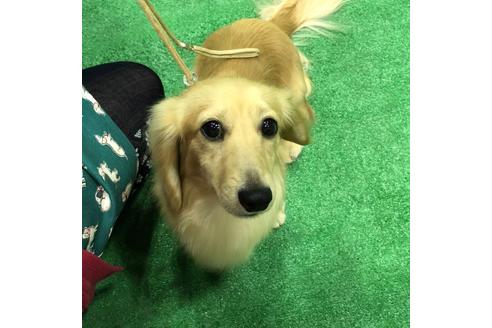 販売中のミニチュアダックスフンド(ロングヘアード)の親犬