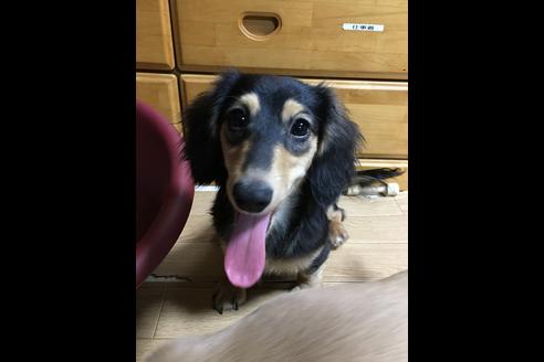 販売中のミックス犬の親犬