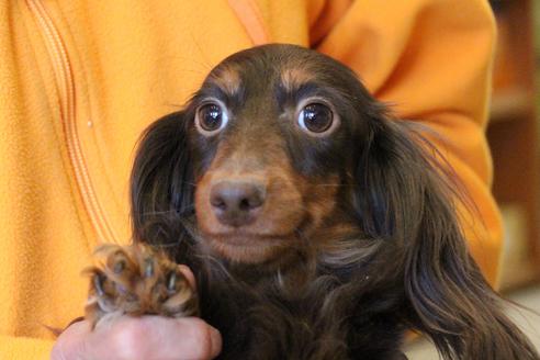 販売中のカニンヘンダックスフンド(ロングヘアード)の親犬