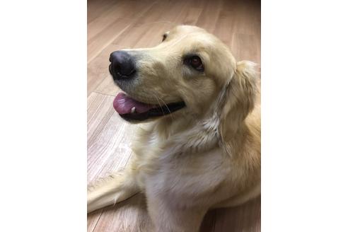 販売中のゴールデンレトリーバーの親犬