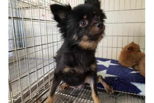 販売中のポメラニアンの親犬