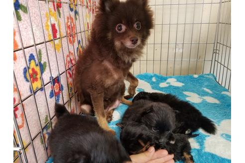 販売中のポメラニアンの親犬