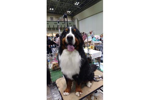 販売中のバーニーズマウンテンドッグの親犬