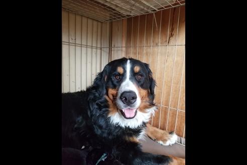 販売中のバーニーズマウンテンドッグの親犬