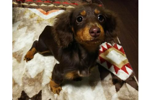 販売中のミニチュアダックスフンド(ロングヘアード)の親犬