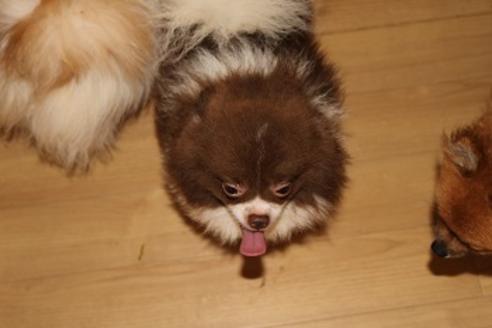 販売中のポメラニアンの親犬