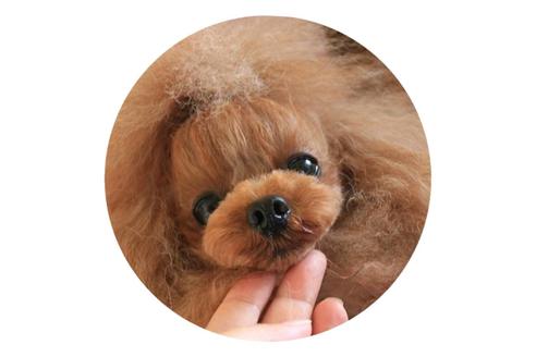 販売中のトイプードルの親犬