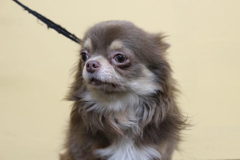 販売中のチワワ(ロングコート)の親犬