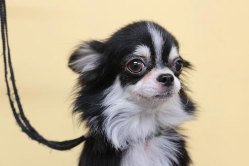 販売中のチワワ(ロングコート)の親犬