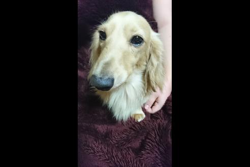販売中のミニチュアダックスフンド(ロングヘアード)の親犬