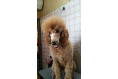 販売中のスタンダードプードルの親犬