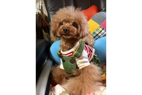 販売中のトイプードルの親犬
