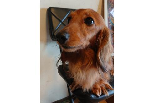 販売中のミニチュアダックスフンド(ロングヘアード)の親犬