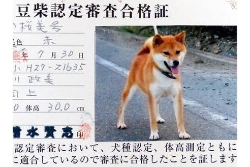 販売中の豆柴の親犬
