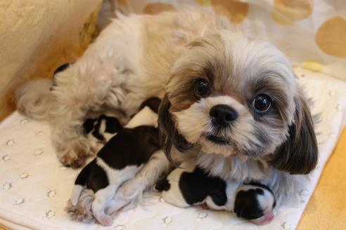 販売中のシーズーの親犬
