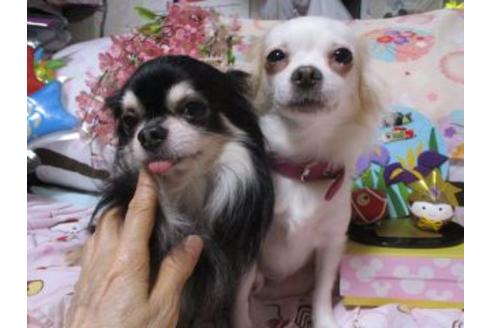 販売中のチワワ(ロングコート)の親犬
