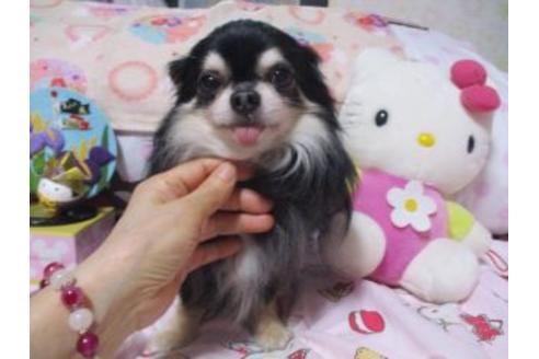 販売中のチワワ(ロングコート)の親犬
