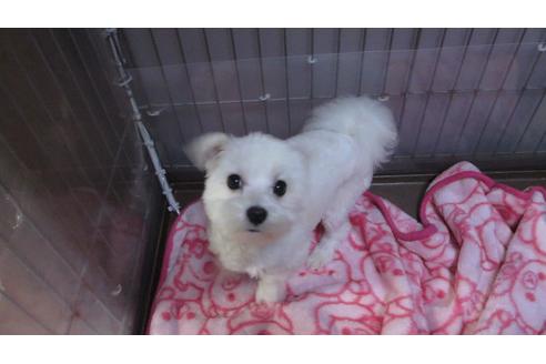 販売中のマルチーズの親犬