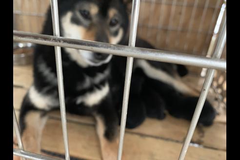 販売中の柴犬の親犬