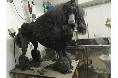 販売中のスタンダードプードルの親犬