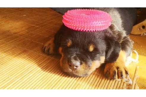 栃木県でビーグルの子犬を探す ブリーダーナビ