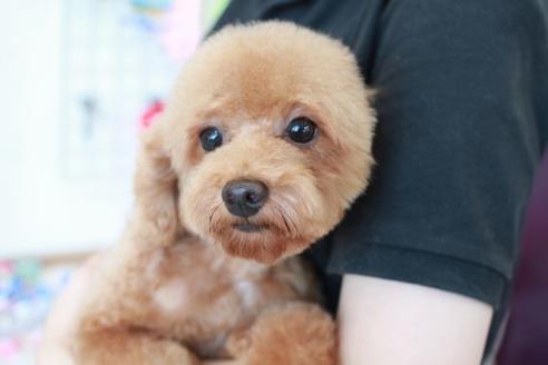 販売中のトイプードルの親犬