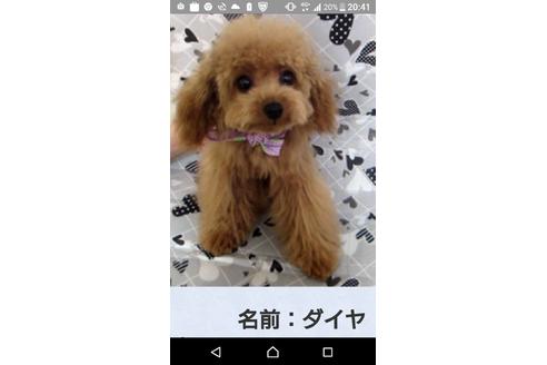販売中のタイニープードルの親犬