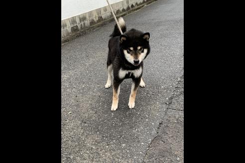 販売中の柴犬の親犬