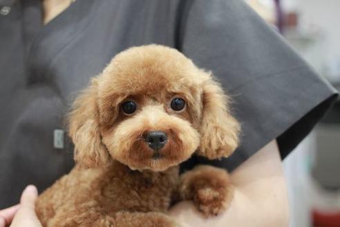 販売中のトイプードルの親犬