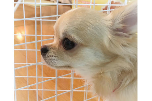 販売中のチワワ(ロングコート)の親犬
