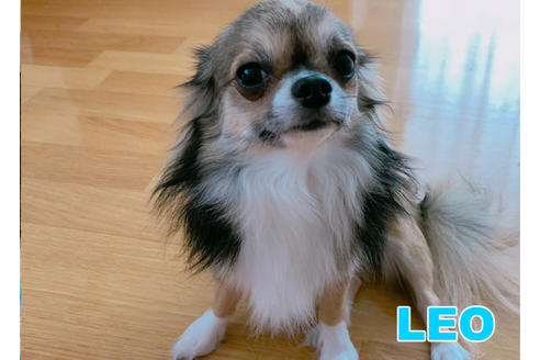 販売中のチワワ(ロングコート)の親犬