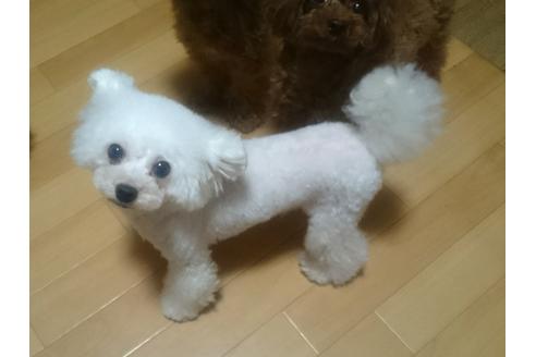 販売中のトイプードルの親犬