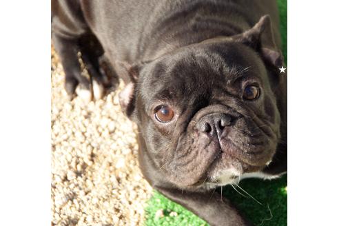 販売中のフレンチブルドッグの親犬